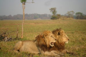 Busanga lion brothers kafue zambia