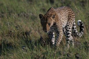 Zambia kafue busanga leopard mobile safari