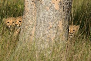 busanga plains kafue cheetah cubs hiding