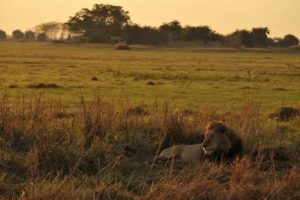 busanga plains kafue lion sunrise