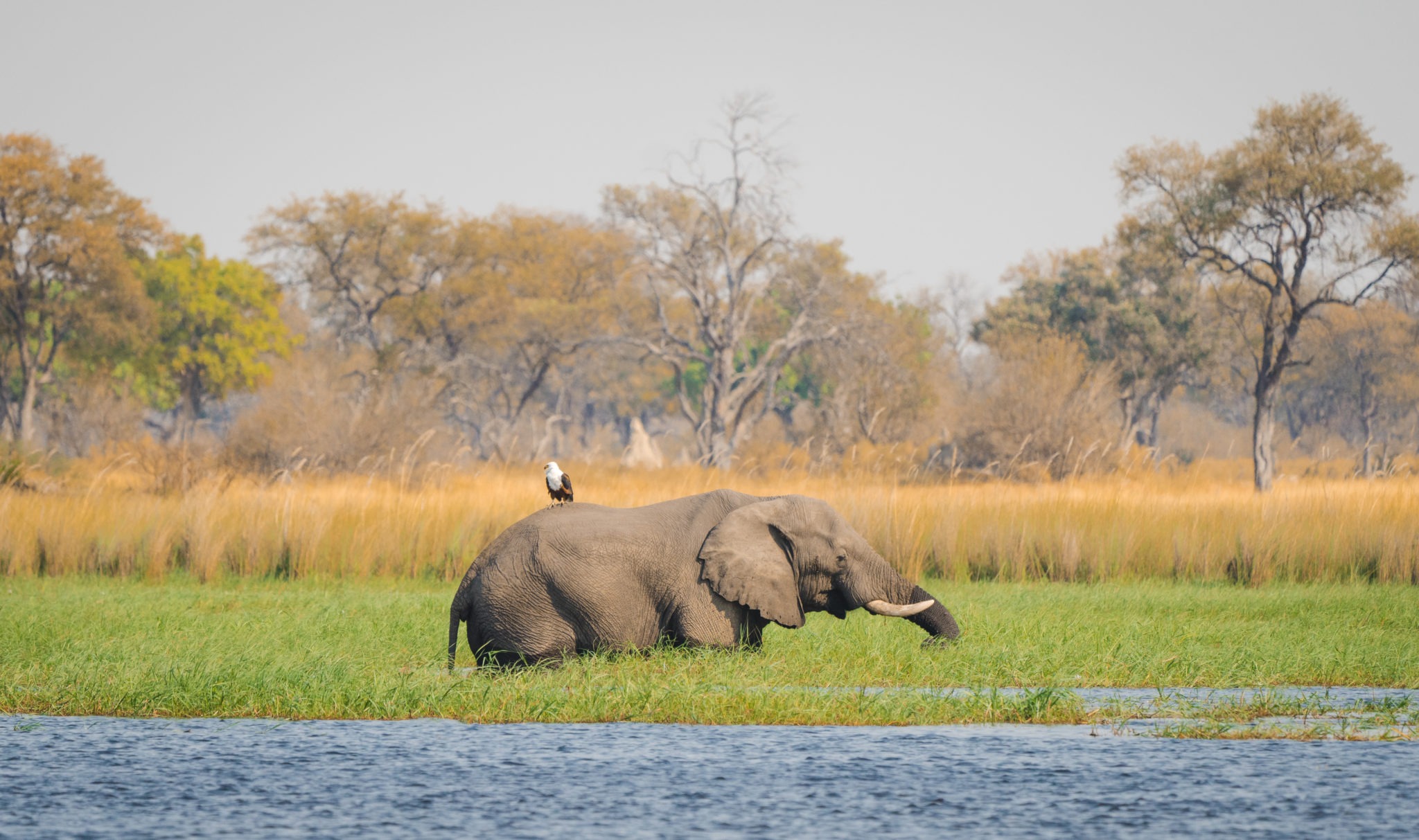 Fish eagle catching a ride in the Moremi. moremi fish eagle riding elephant botswana