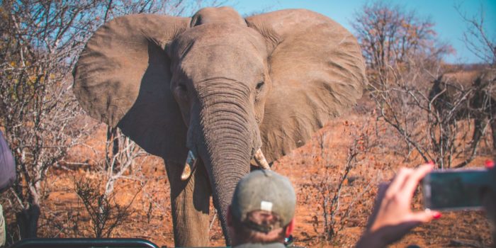 South-Africa-game-drive-elephant