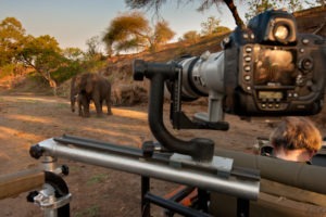 Greater Kruger Park Game Drive Elephant