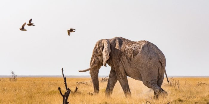 Northen Namibia etosha big five elephant