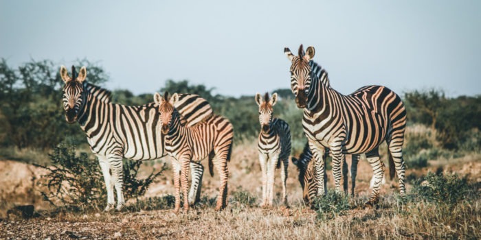 South Africa Karongwe Zebras