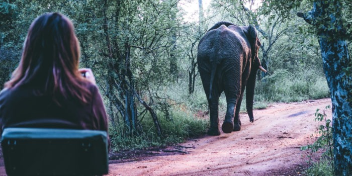 South Africa Training Karongwe Student Elephant from behind