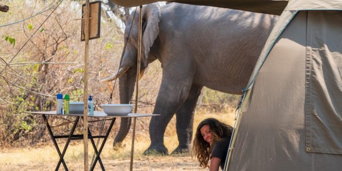 botswana mobile safari gesa tent elephant
