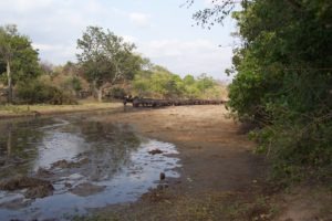 camp chitake mana pools buffaloes