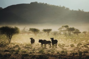 northen namibia erindi jason and emilie wildlife photography