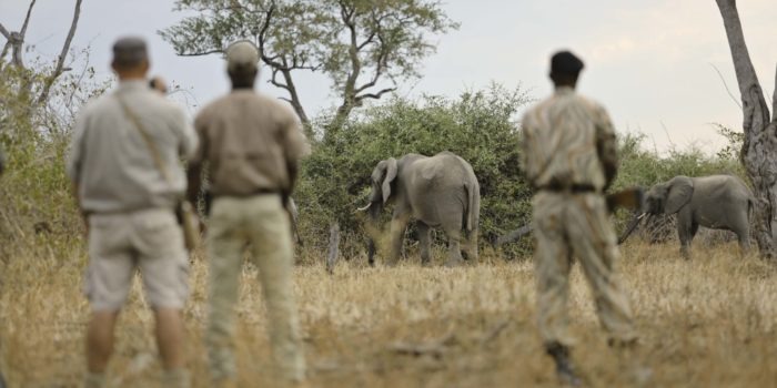 Lion Camp by Mantis Walking Safari Kopie
