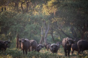 south africa kruger national park pafuri trails camp makuleke 4