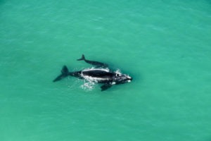 south africa whale coast morukuru ocean house 38