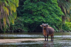 republic of congo odzala wildlife safaris experiences 12