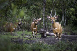 republic of congo odzala wildlife safaris experiences 5