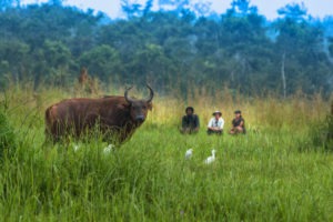 republic of congo odzala wildlife safaris experiences 7