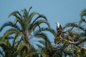 republic of congo odzala wildlife safaris experiences 8