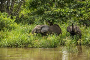 republic of congo odzala wildlife safaris experiences 9