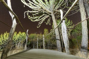 botswana northern tuli mashatu game reserve euphorbia mashatu villas29